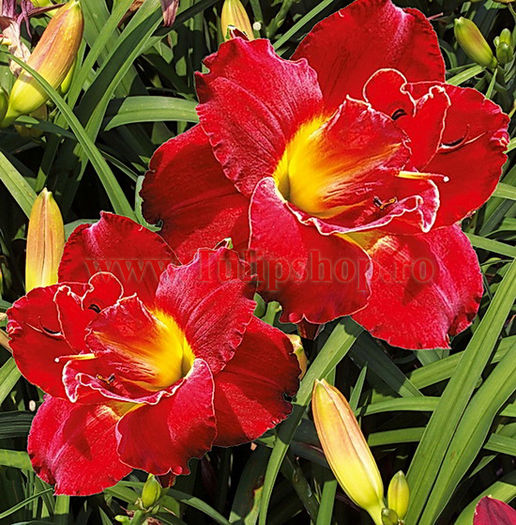 hemerocallis_highland_lord2__44279_zoom - Achizitii 2015