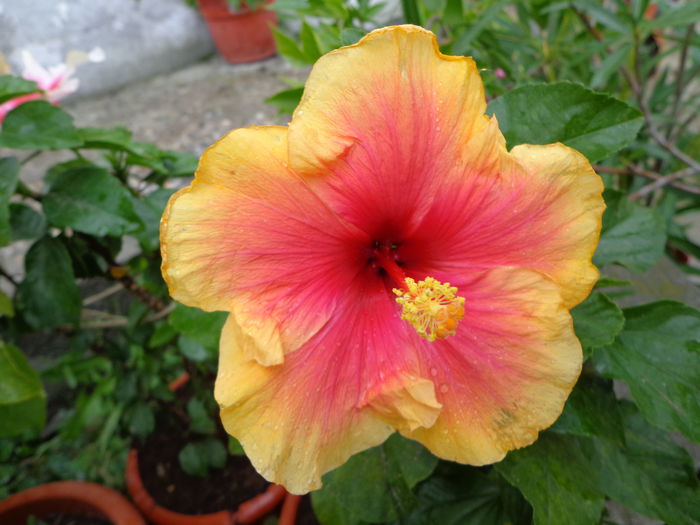 DSC00129