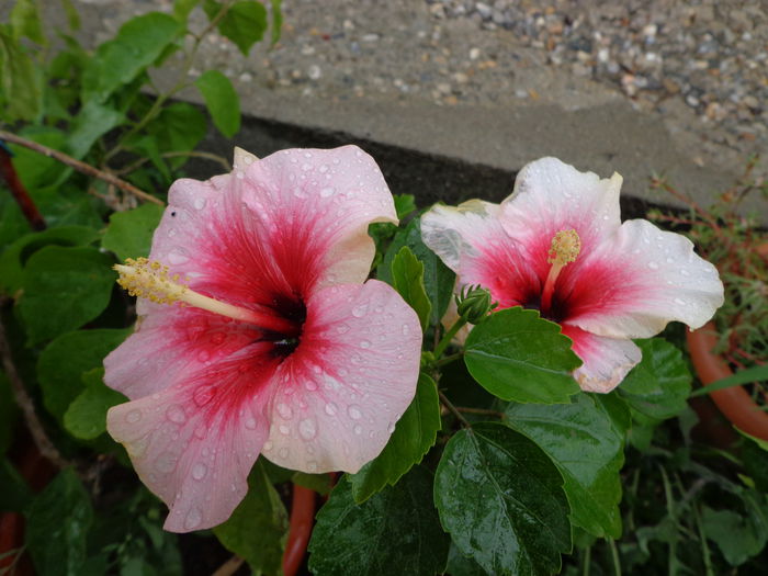 DSC00130