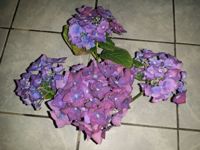 20150915_135902 - Plante in ghiveci 2