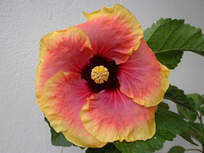 Tahitian Queen - A-HIBISCUS 2015-1