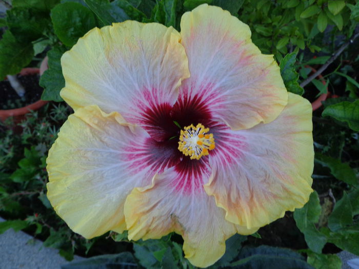 T Queen - A-HIBISCUS 2015-1