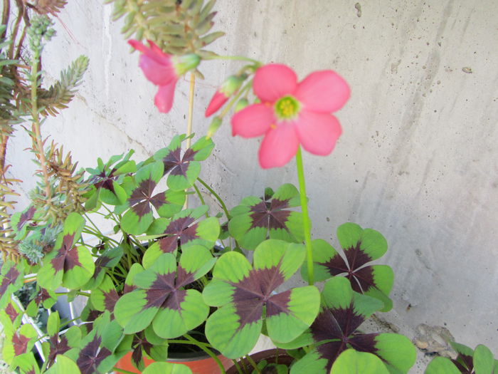 Oxalis (2)