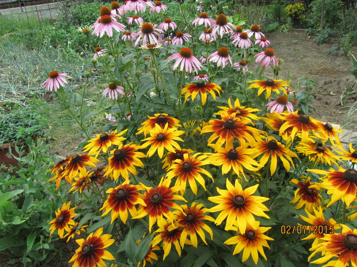 Rudbeckhia si echinacea
