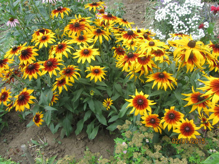 Rudbeckia (7)