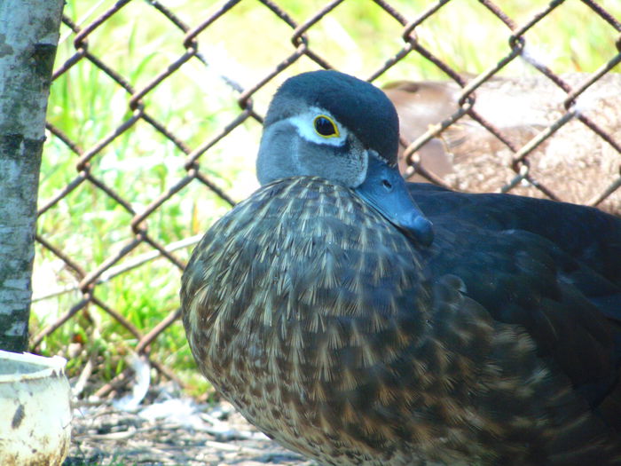 rate caroline - Rate caroline