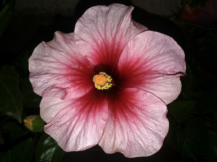 2 061 - HIBISCUS-2015