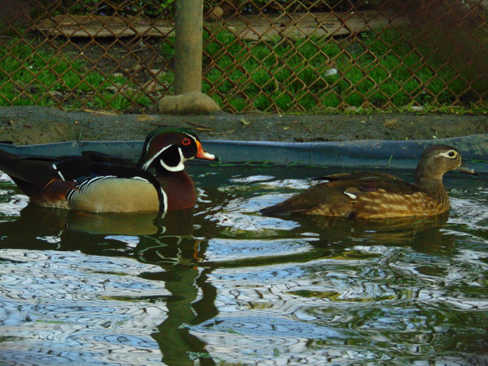 rate caroline - Rate caroline