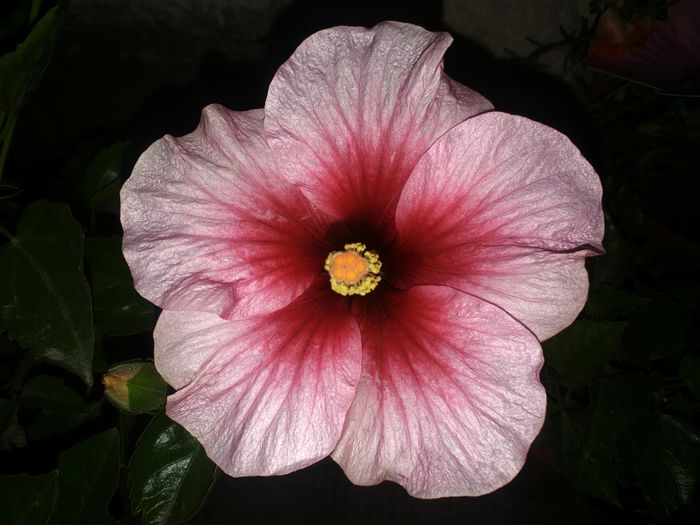 2 062 - HIBISCUS-2015