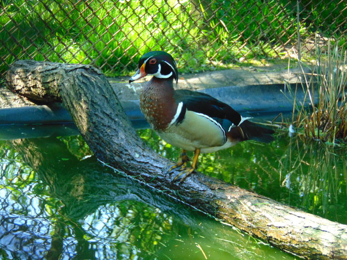 rate caroline - Rate caroline