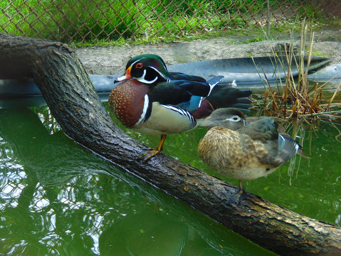 rate caroline - Rate caroline