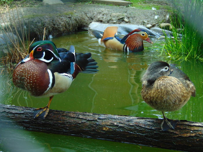 rate caroline - Rate caroline