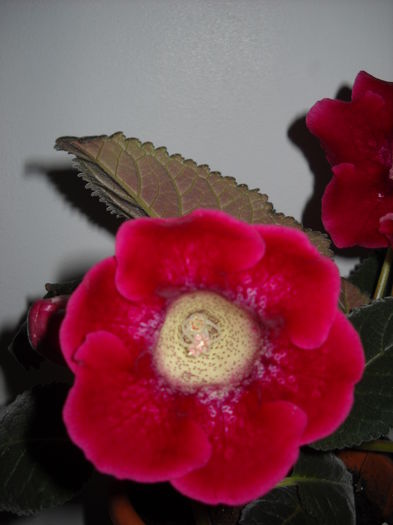 Tigrina Red - 1GLOXINIA-2015