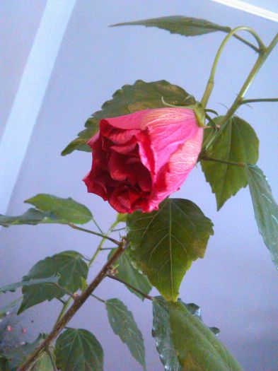 IMG_20150916_143601-1 - Classic Rosa