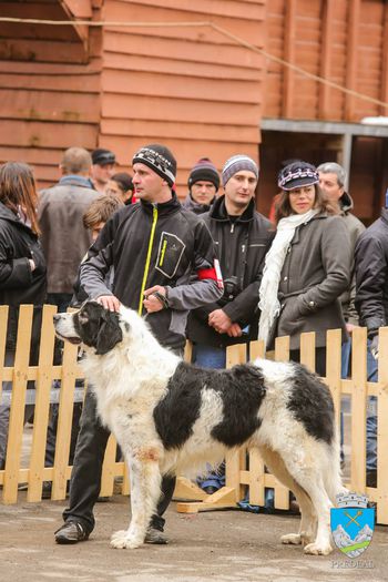 10864004_1230411666982295_1508387000407759869_o