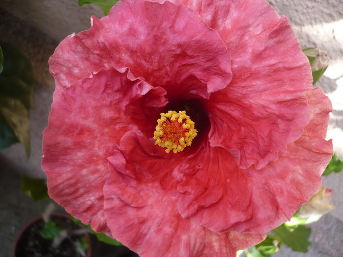 Tahitian Misty Red