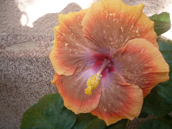 Tahitian Pretty Boy
