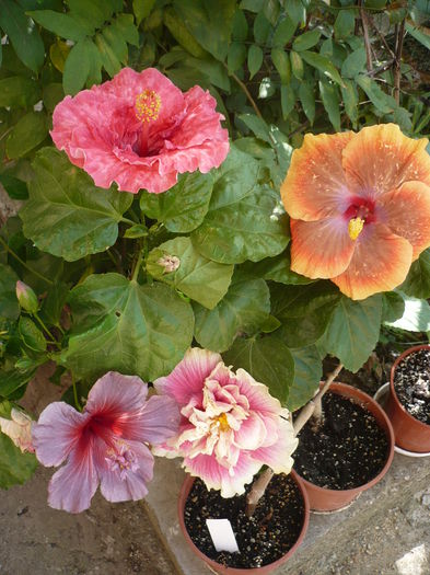 P1240098