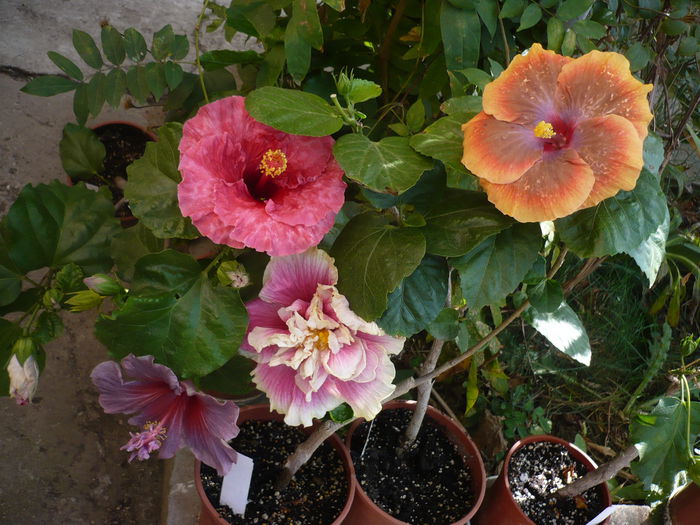 P1240100