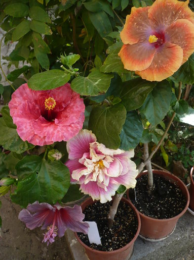 P1240101
