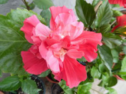 pink bouquet - achizitii toamna 2015