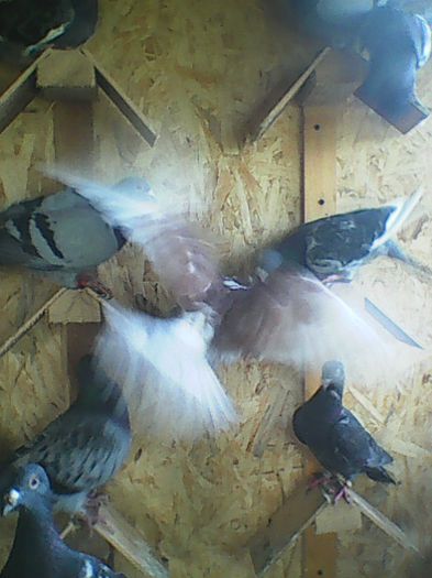 O parte din porumbeii