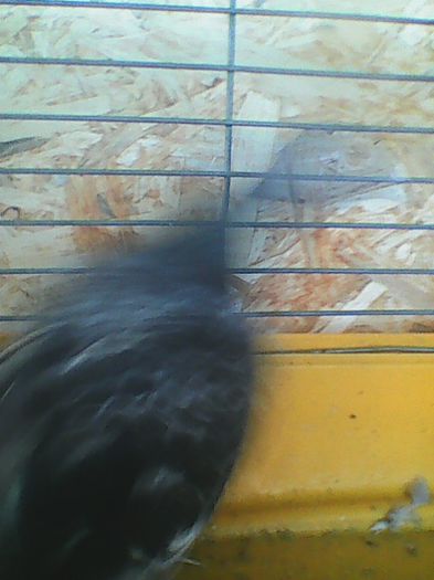 F-2010 Bulgaria - Poze 2