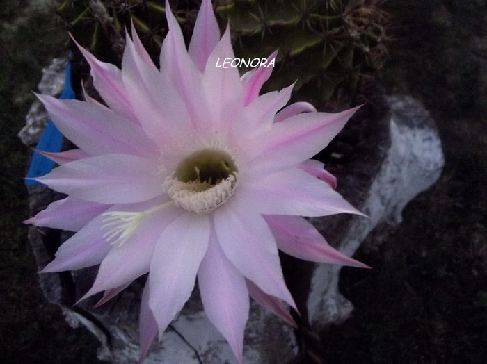 echinopsis oxygona roz-lila