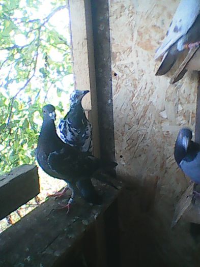 O parte din porumbeii