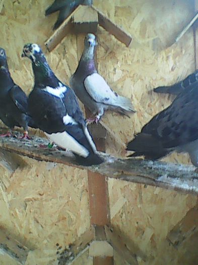 O parte din porumbeii