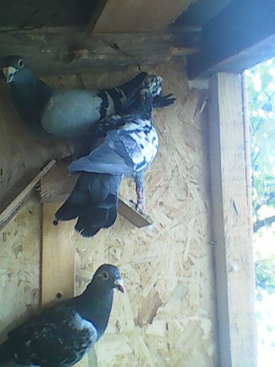 O parte din porumbeii