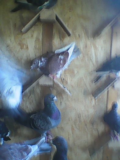 O parte din porumbeii; La Bataie :))
