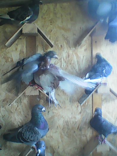 O parte din porumbeii