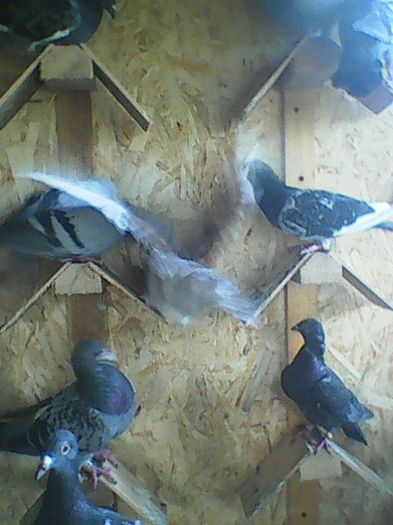 O parte din Porumbeii