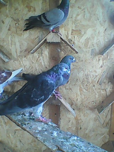 O parte din Porumbeii