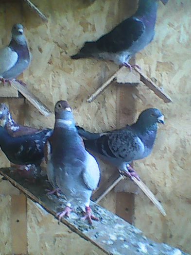 O parte din Porumbeii