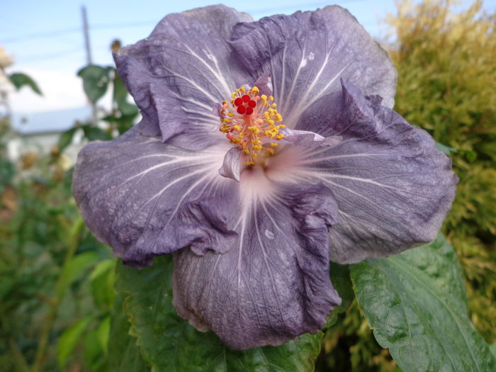 DSC00200 - HIBISCUS RAINDROP