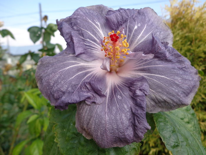 DSC00201 - HIBISCUS RAINDROP