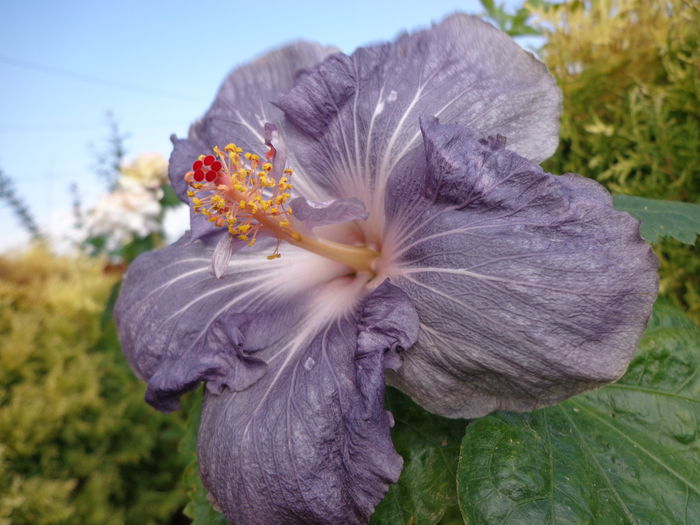 DSC00202 - HIBISCUS RAINDROP