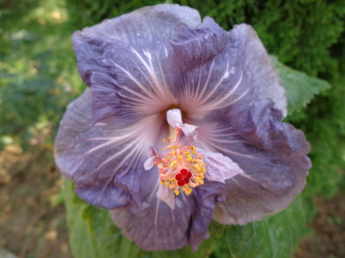 DSC00187 - HIBISCUS RAINDROP