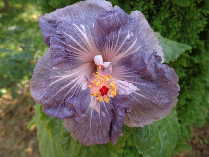 DSC00188 - HIBISCUS RAINDROP