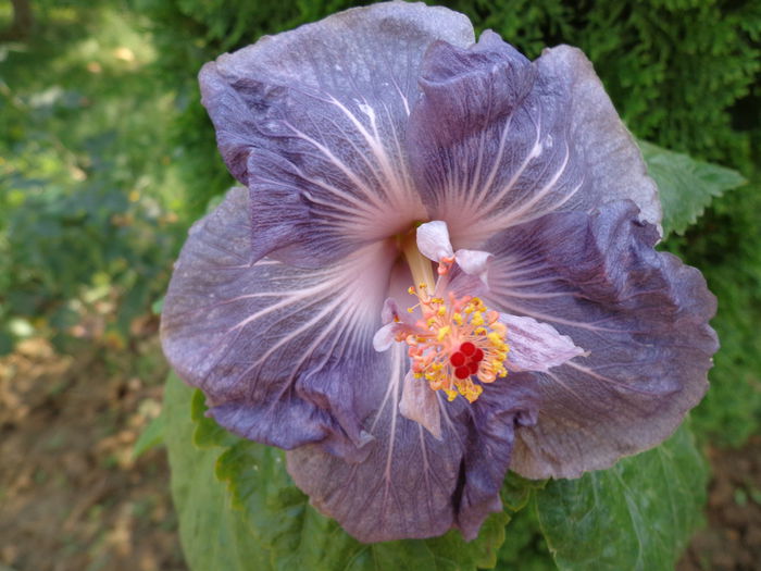 DSC00189 - HIBISCUS RAINDROP