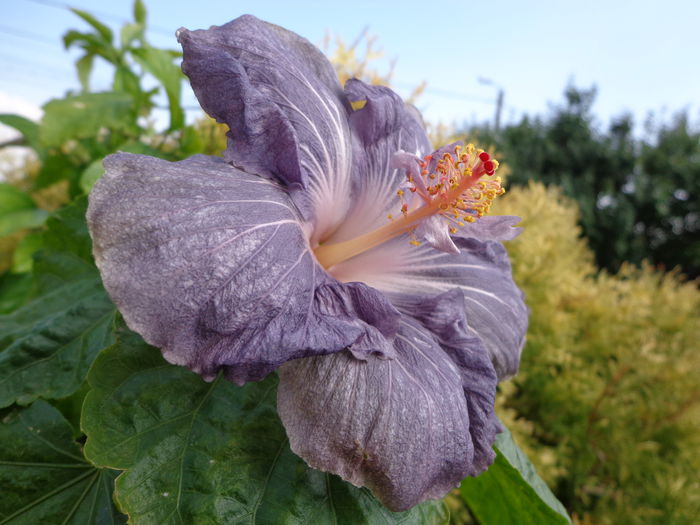 DSC00203 - HIBISCUS RAINDROP