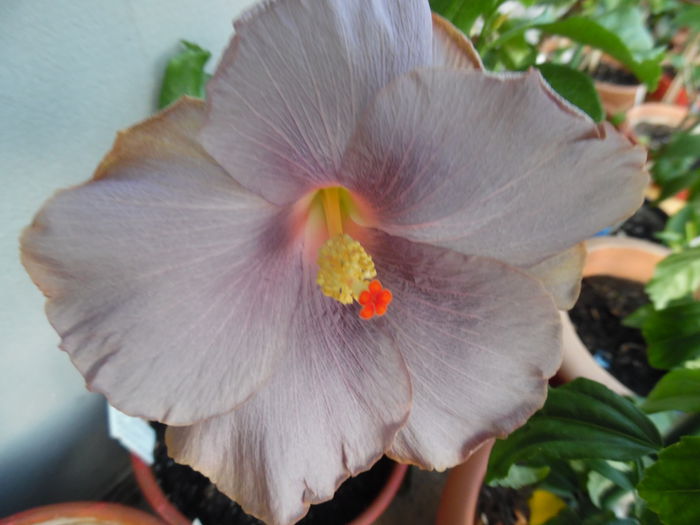 012 - codruta tahitian Morning Beauty