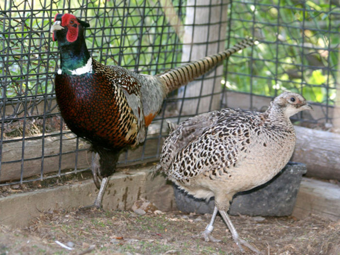 RingneckedPheasants