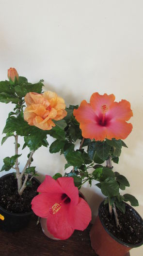 001 - Hibiscusi 2015 1