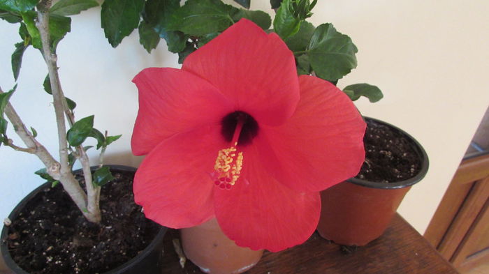 003 - Hibiscusi 2015 1