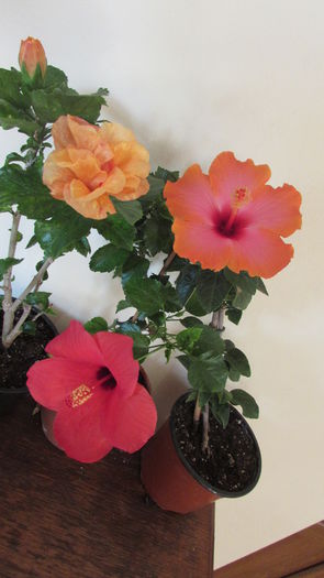 006 - Hibiscusi 2015 1