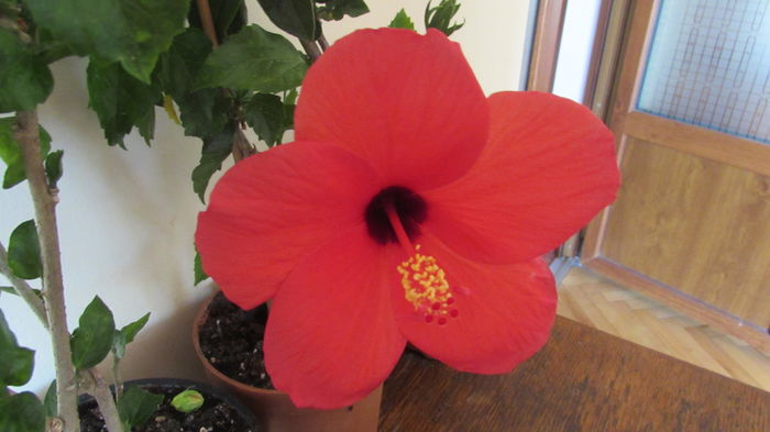 019 - Hibiscusi 2015 1