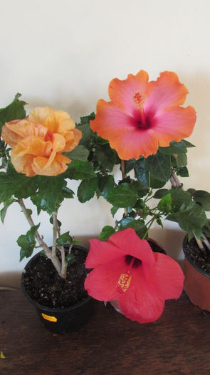 009 - Hibiscusi 2015 1